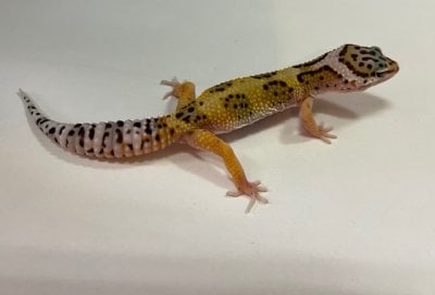 ジャングル