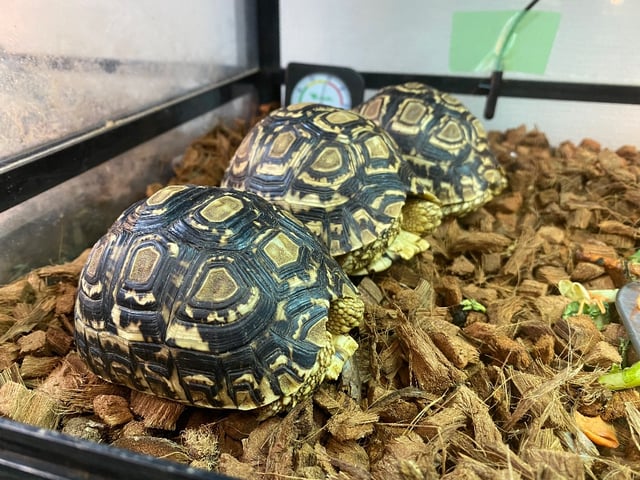 ヒョウモンリクガメ