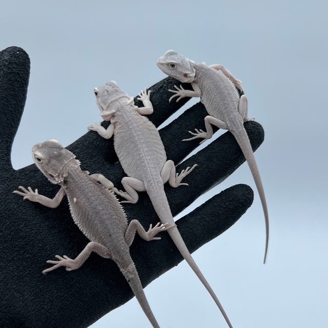ハイポゼロ