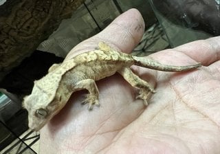 タイガー