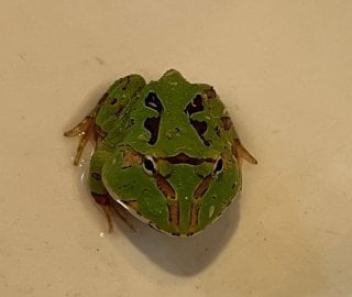 ツノガエル グリーン