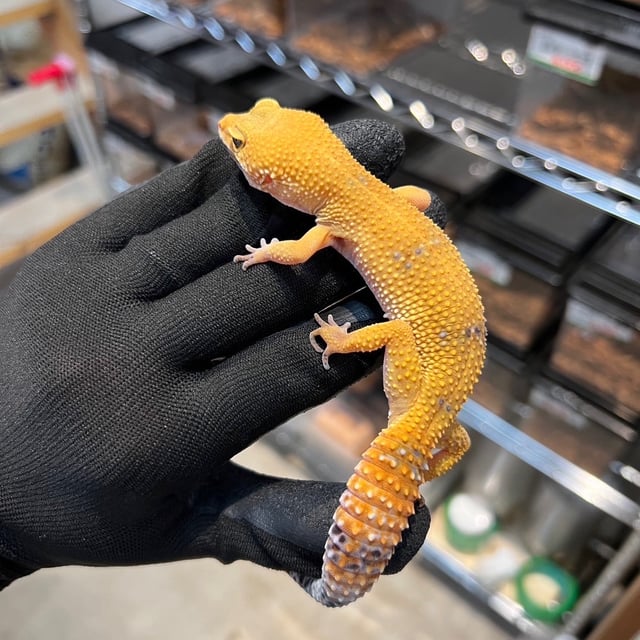 タンジェリン