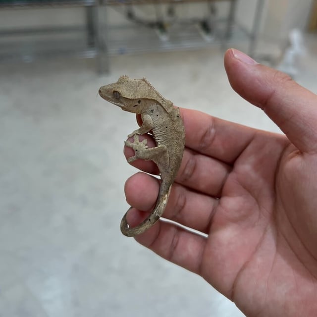 ダルメシアン