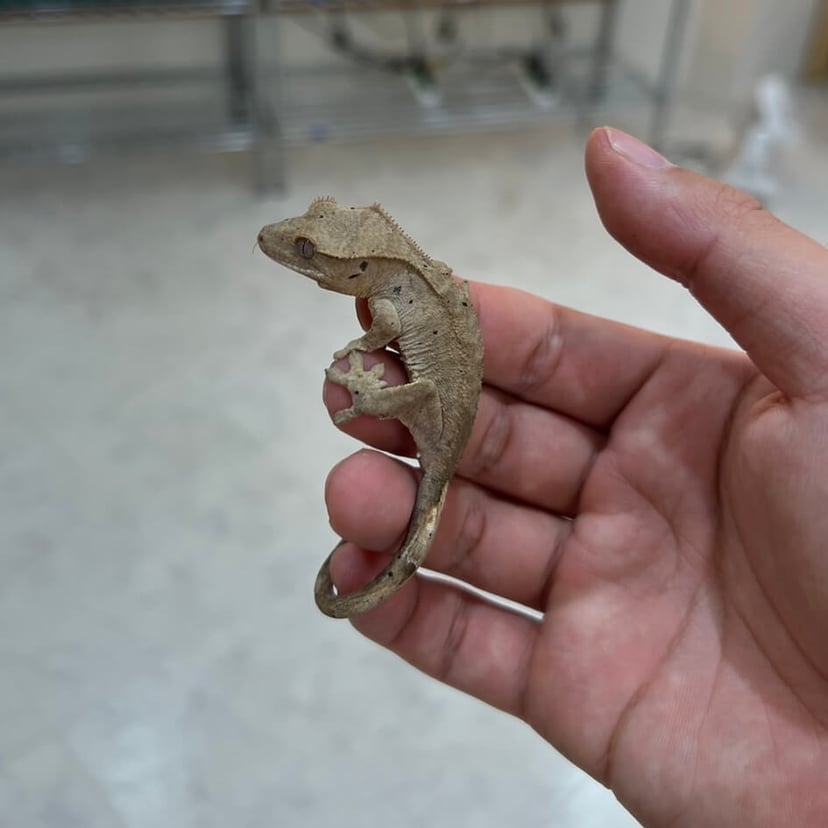 ダルメシアン
