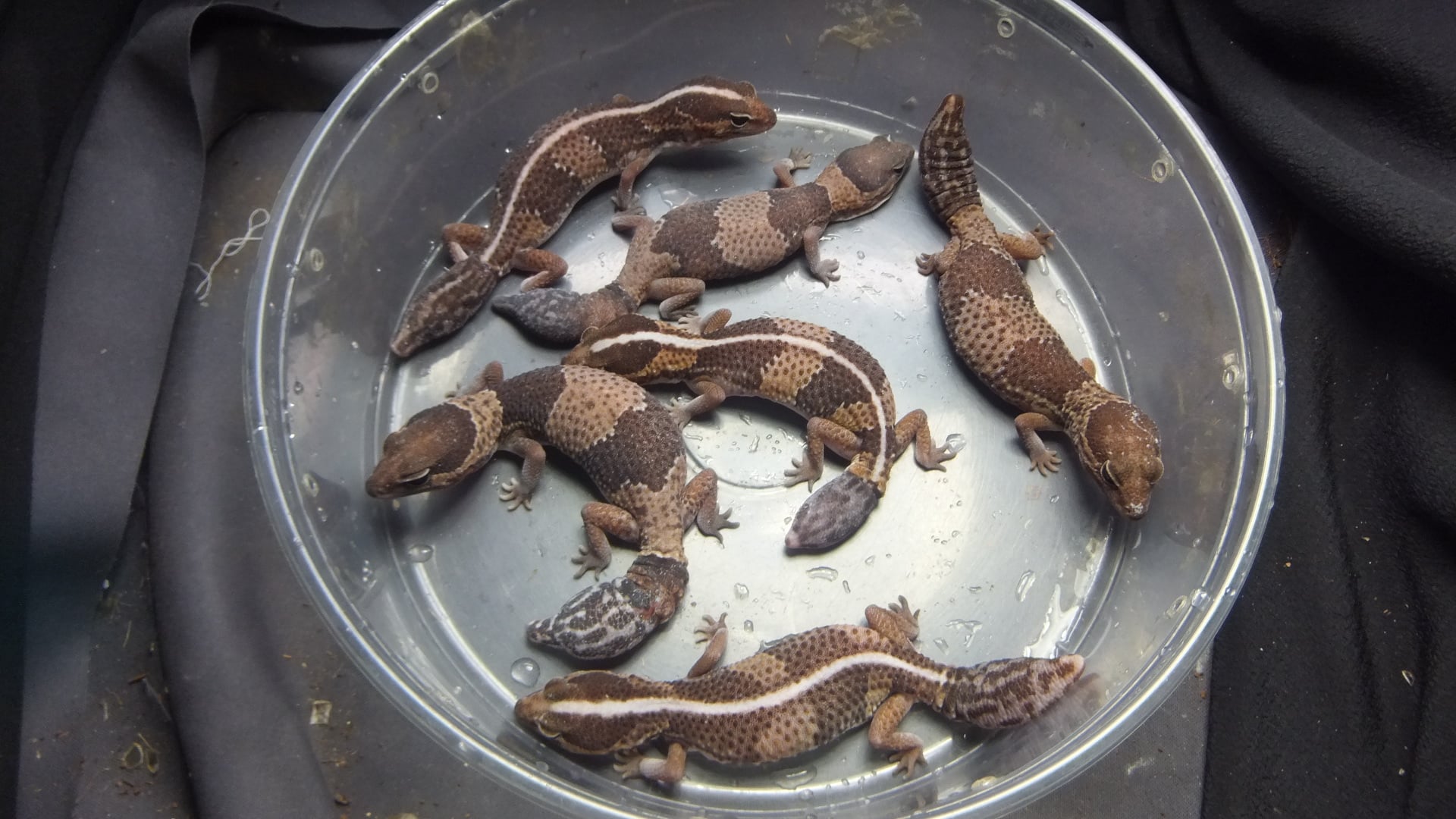 ニシアフリカトカゲモドキ 
