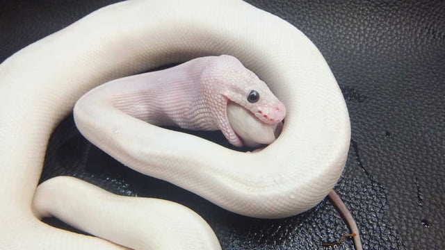 パステルダイヤモンドハイウェイ