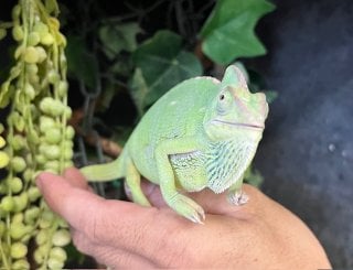 カメレオン
