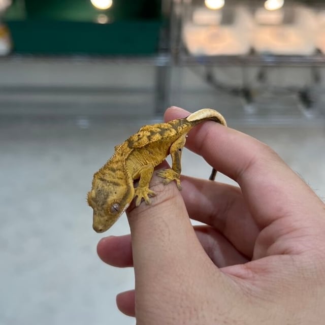 ブラウンタイガー