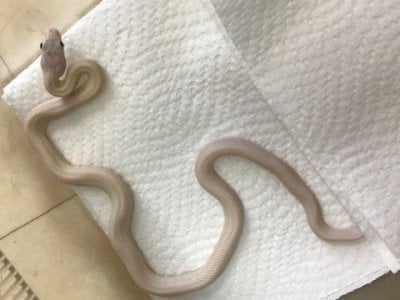 リューシスティック