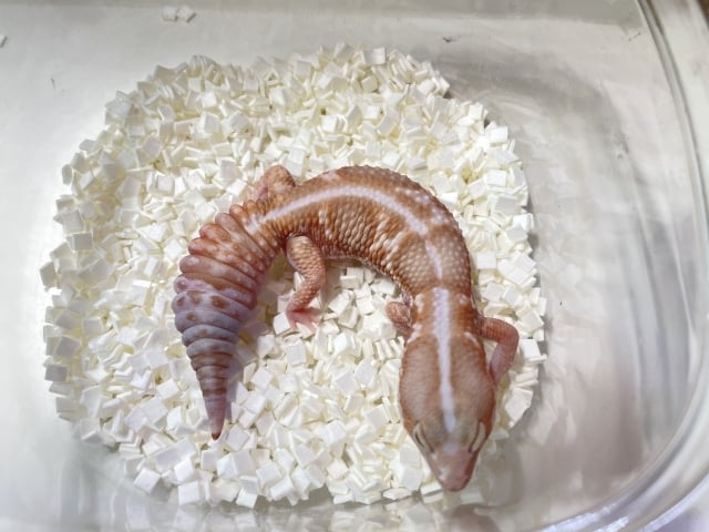 ニシアフリカトカゲモドキ ホワイトアウトアメラニ