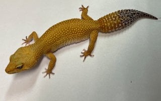 サングロー