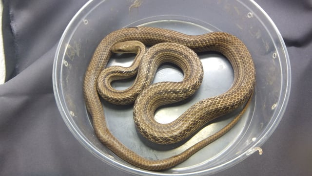 シマヘビ