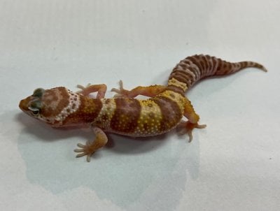 トレンパーアルビノ