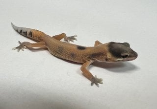ヒョウモントカゲモドキ スーパーハイポタンジェリン