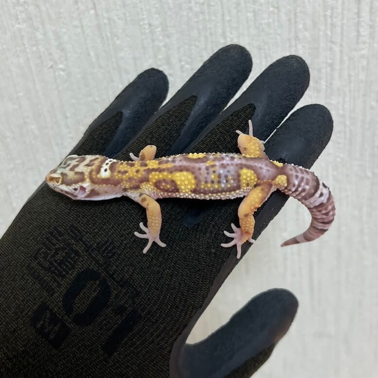 ヒョウモントカゲモドキ アルビノ
