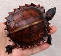 トゲヤマガメ 
