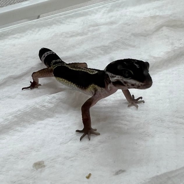 ヒョウモントカゲモドキ ブラックナイト