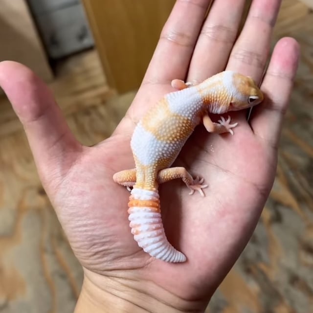 ラキビノ