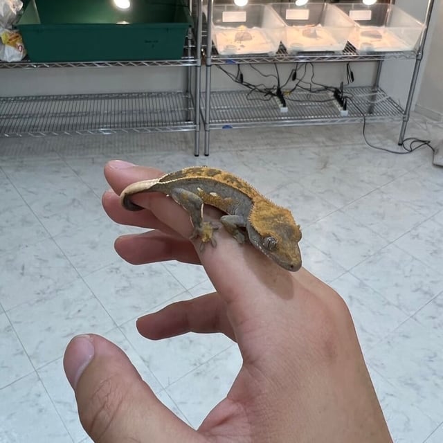 ブラウンハーレクイン