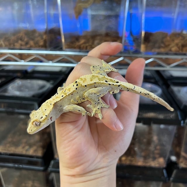 ダルメシアン