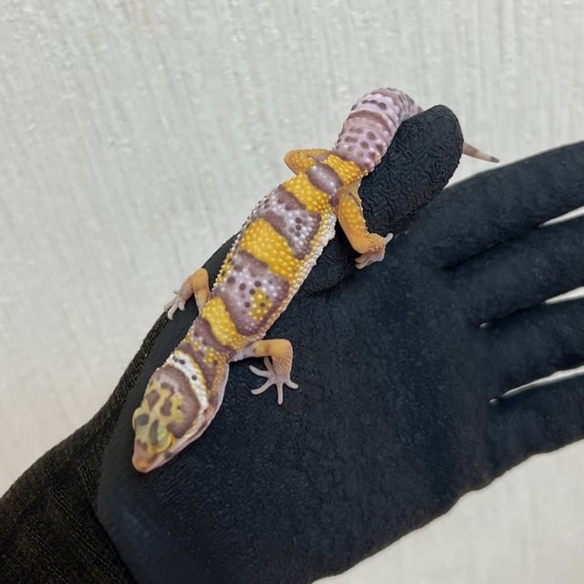 ベル