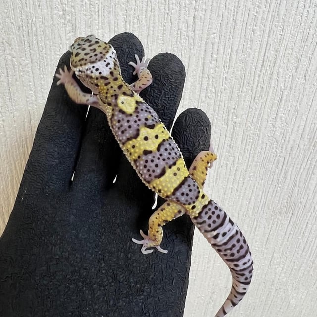 スノー