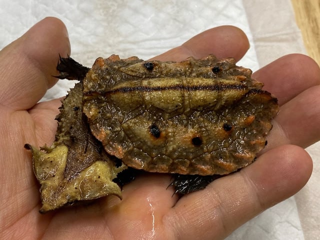 マタマタ