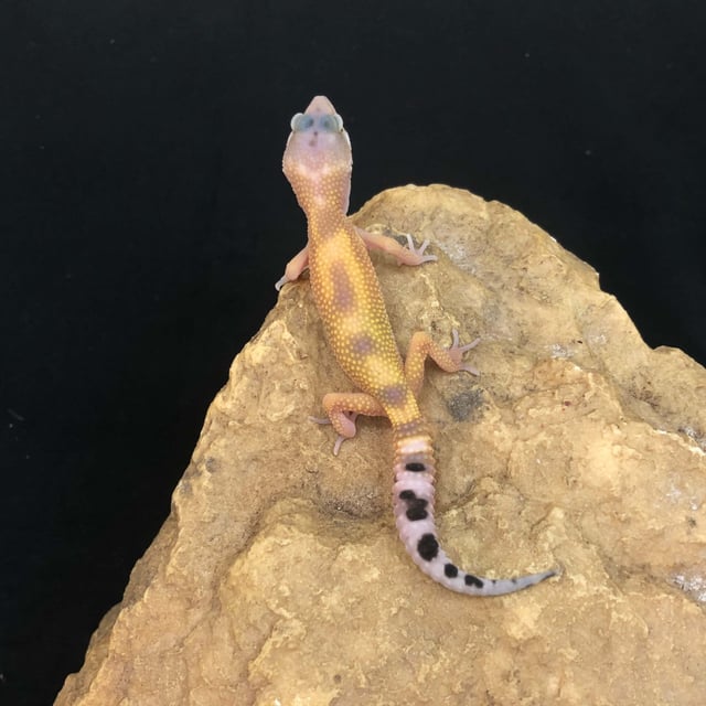 パターンレス