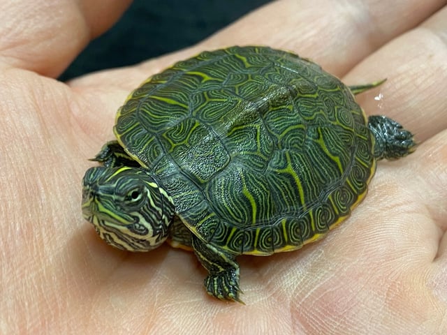 アラバマアカハラガメ