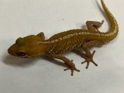 ソメワケササクレヤモリ ザンティック