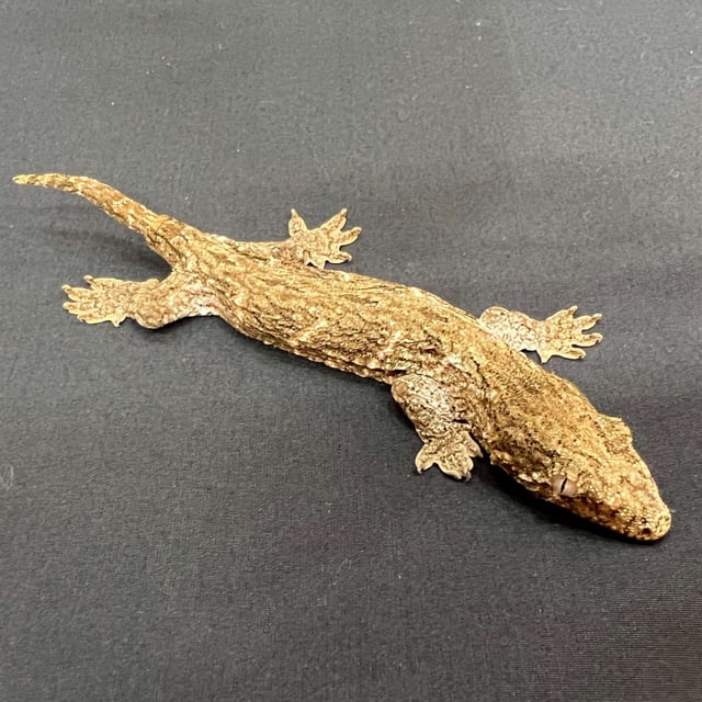 ヤテ
