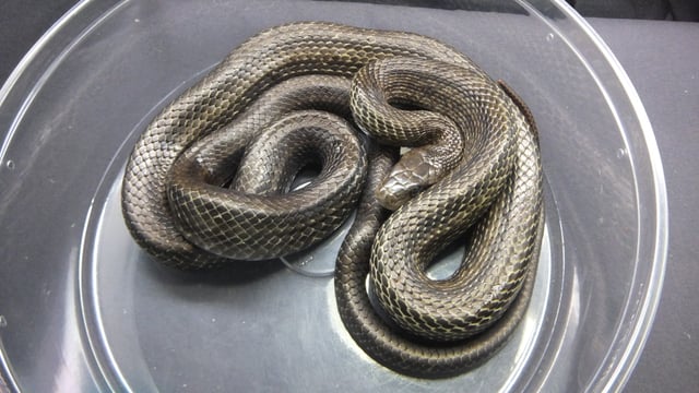 アオダイショウ