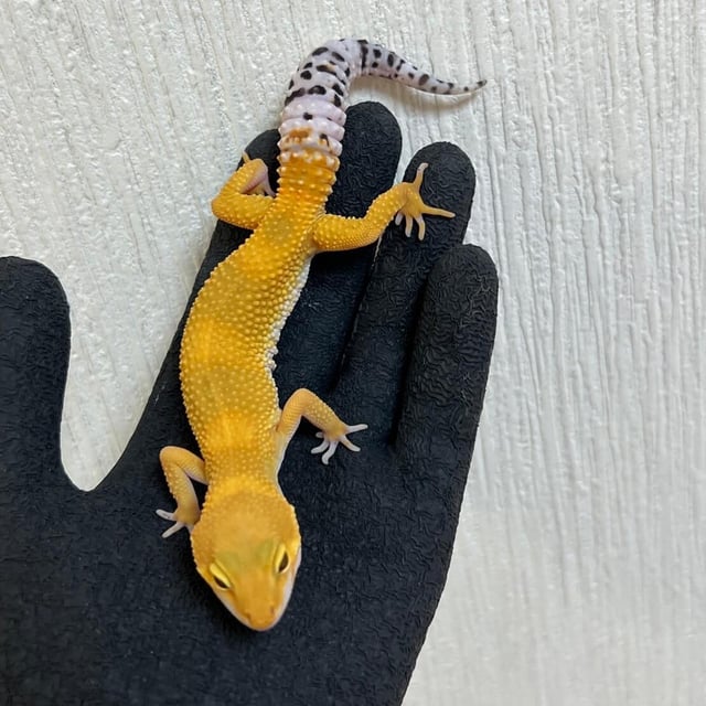 タンジェリン