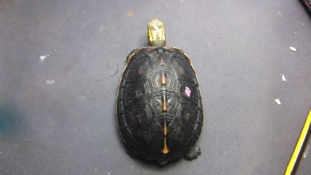 セマルハコガメ