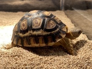 ヒョウモンリクガメ