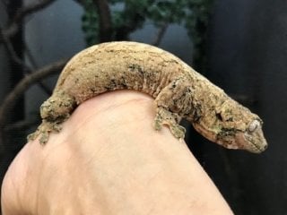 パイン