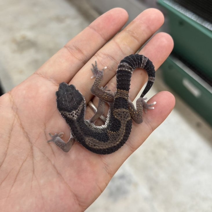 ヒョウモントカゲモドキ メラニスティッククロス/メス