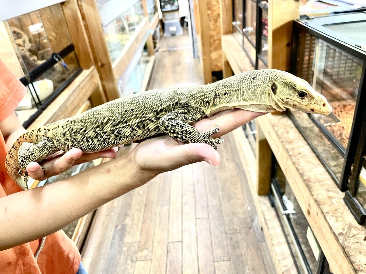 イエローヘッドモニター スクリーマスペシャルパターンレス