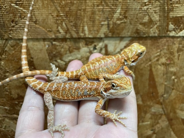 スーパーレッド