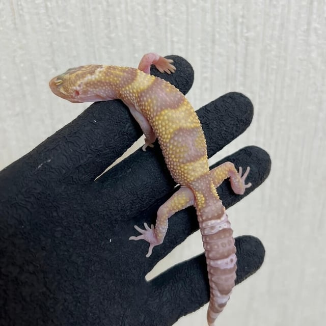 スノートレンパーアルビノ