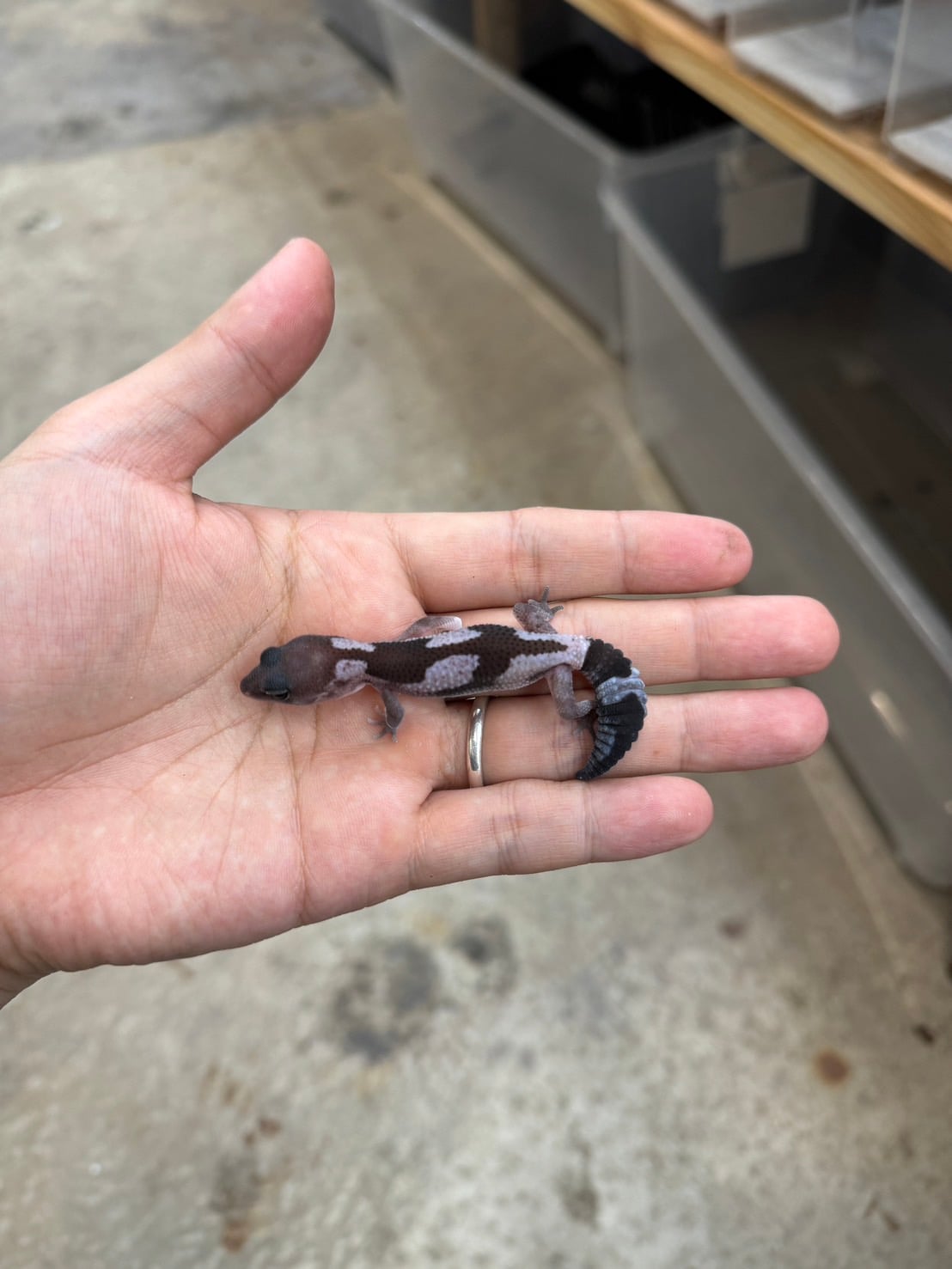 ニシアフリカトカゲモドキ オレオズールーhetラキビノ