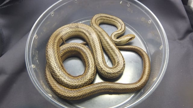 シマヘビ