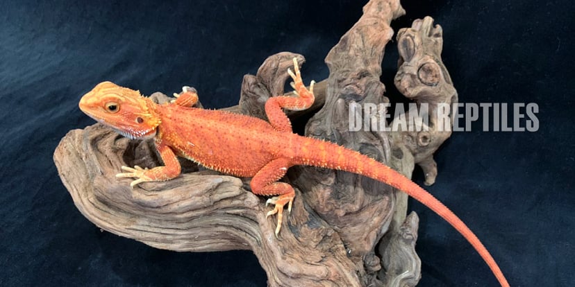 DREAM REPTILES