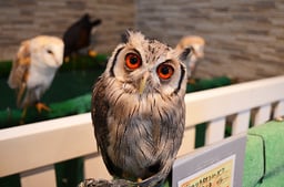熱帯倶楽部 東川口本店の画像3