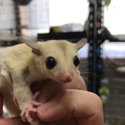 夢モモンガの画像3