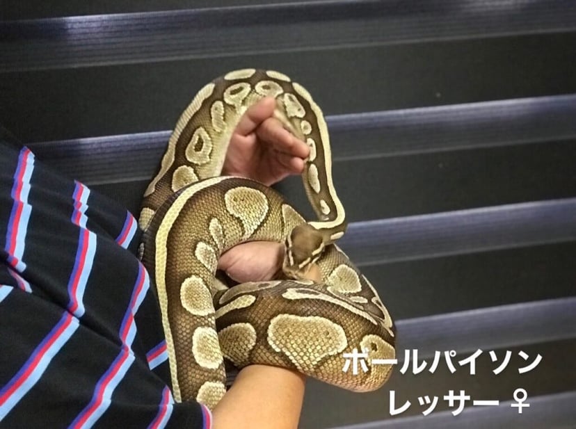 Exotic Animal & Reptiles Buddy（レプタイルズショップバディ）