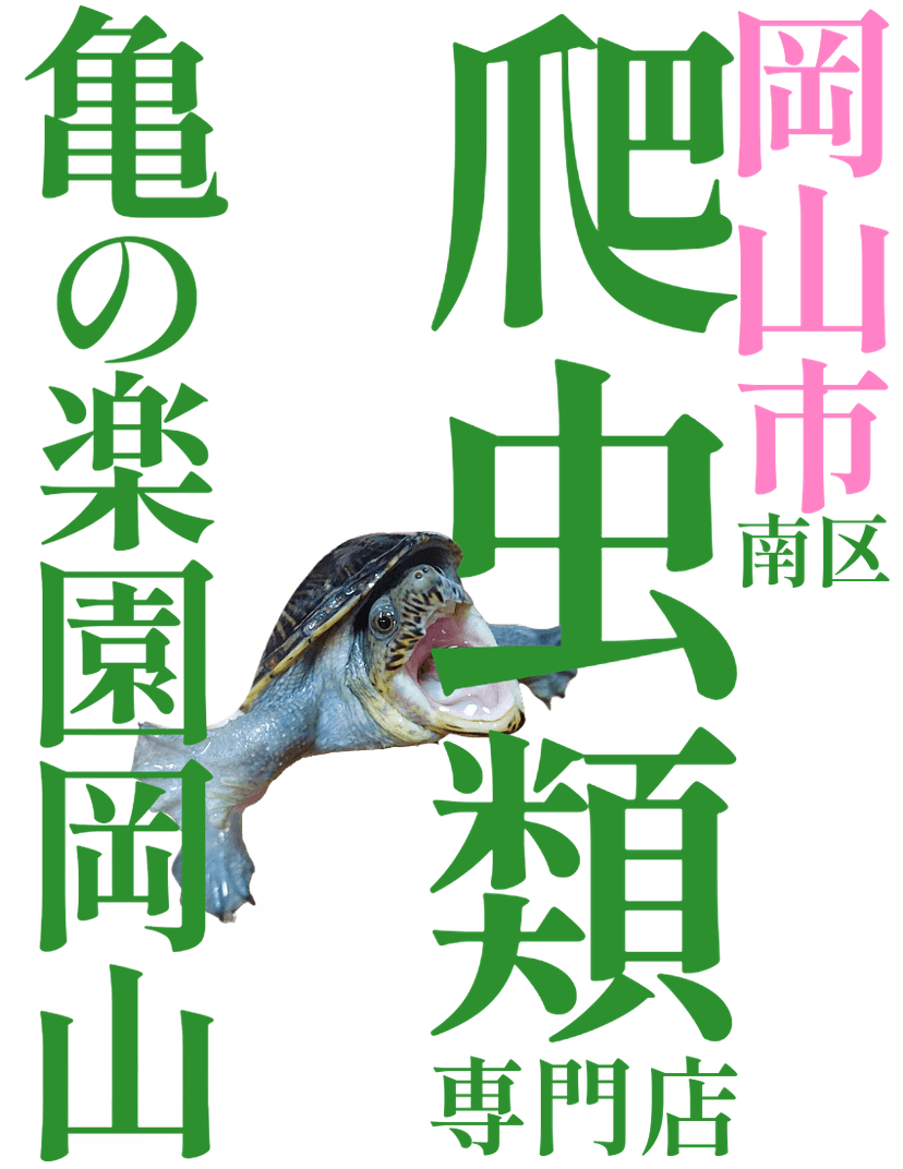 亀の楽園岡山