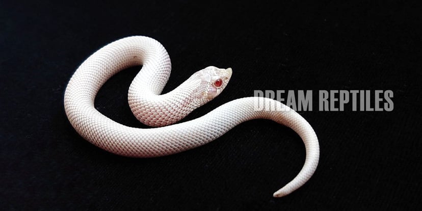 DREAM REPTILES