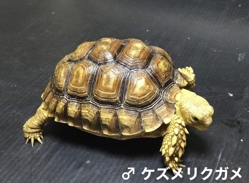 Exotic Animal & Reptiles Buddy（レプタイルズショップバディ）