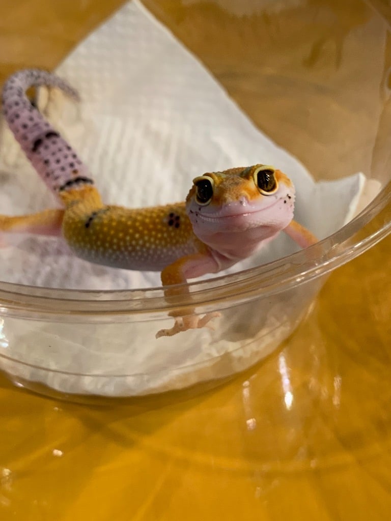 isereptiles（イセレプタイルズ）